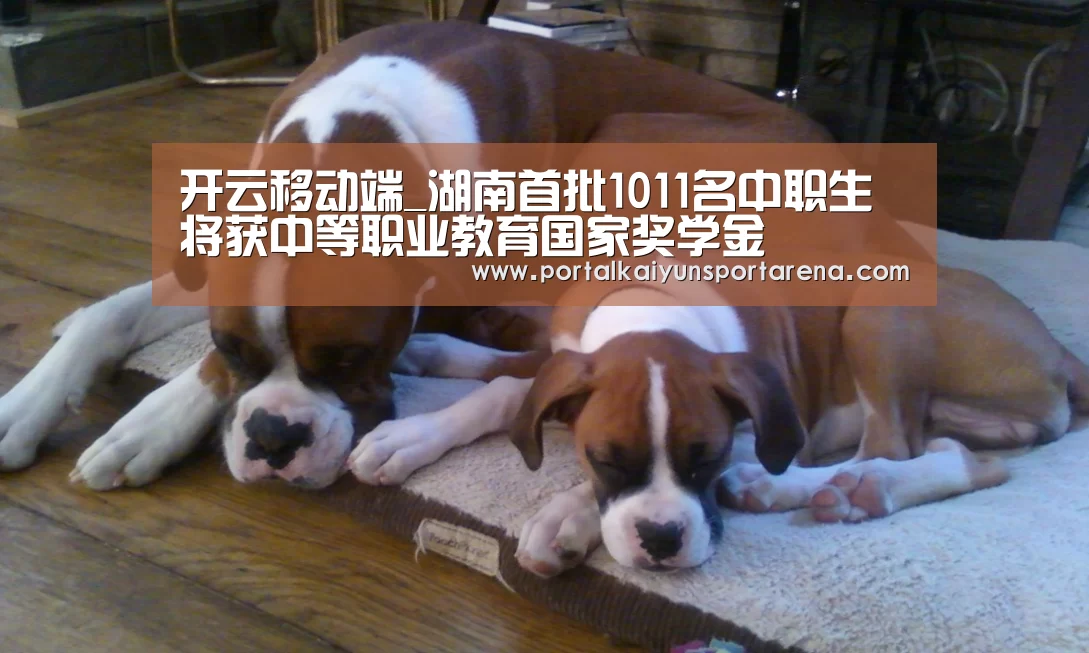 开云移动端